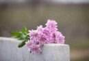 Purple chrysanthemum on a grave stone to represent being orphaned