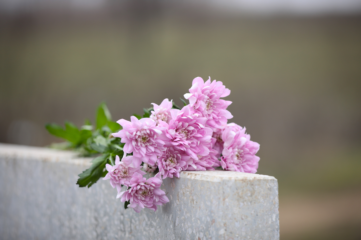 Purple chrysanthemum on a grave stone to represent being orphaned