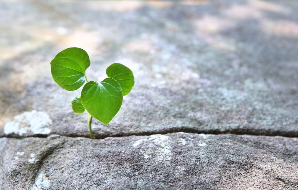 Green sprout growing in stone  - rebirth, revival, resilience and new life concept.