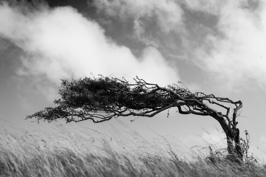 A resilient lone tree bends to the elements - strength in adaptability.