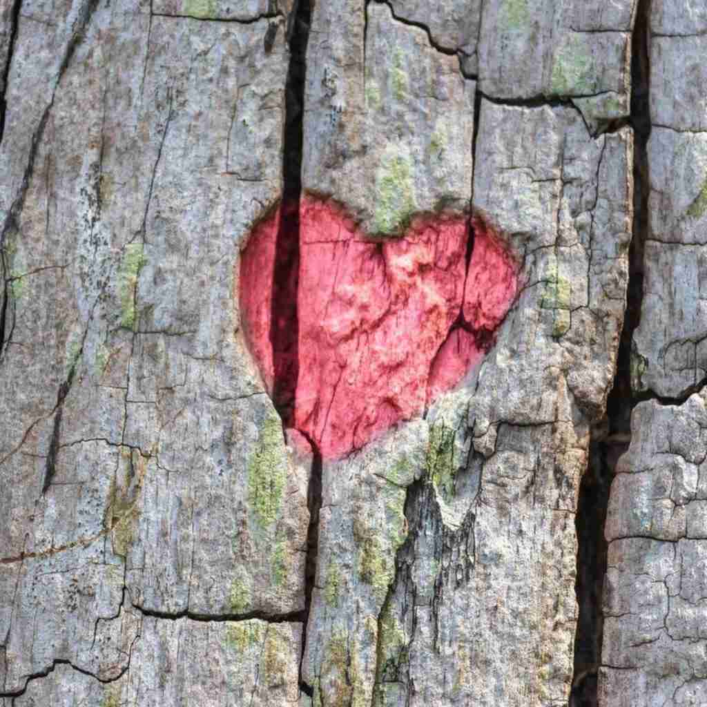 Photo of a red heart carved into a tree.