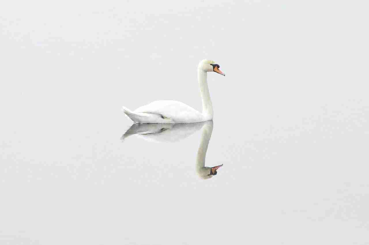 A swan being perfectly reflected in a serene and still body of water
