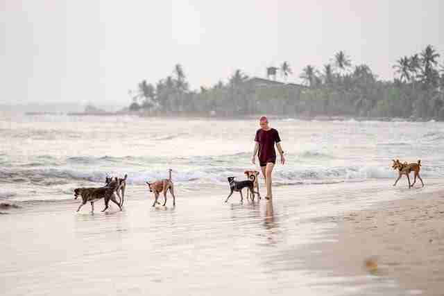Woman walking on the beach with six dogs