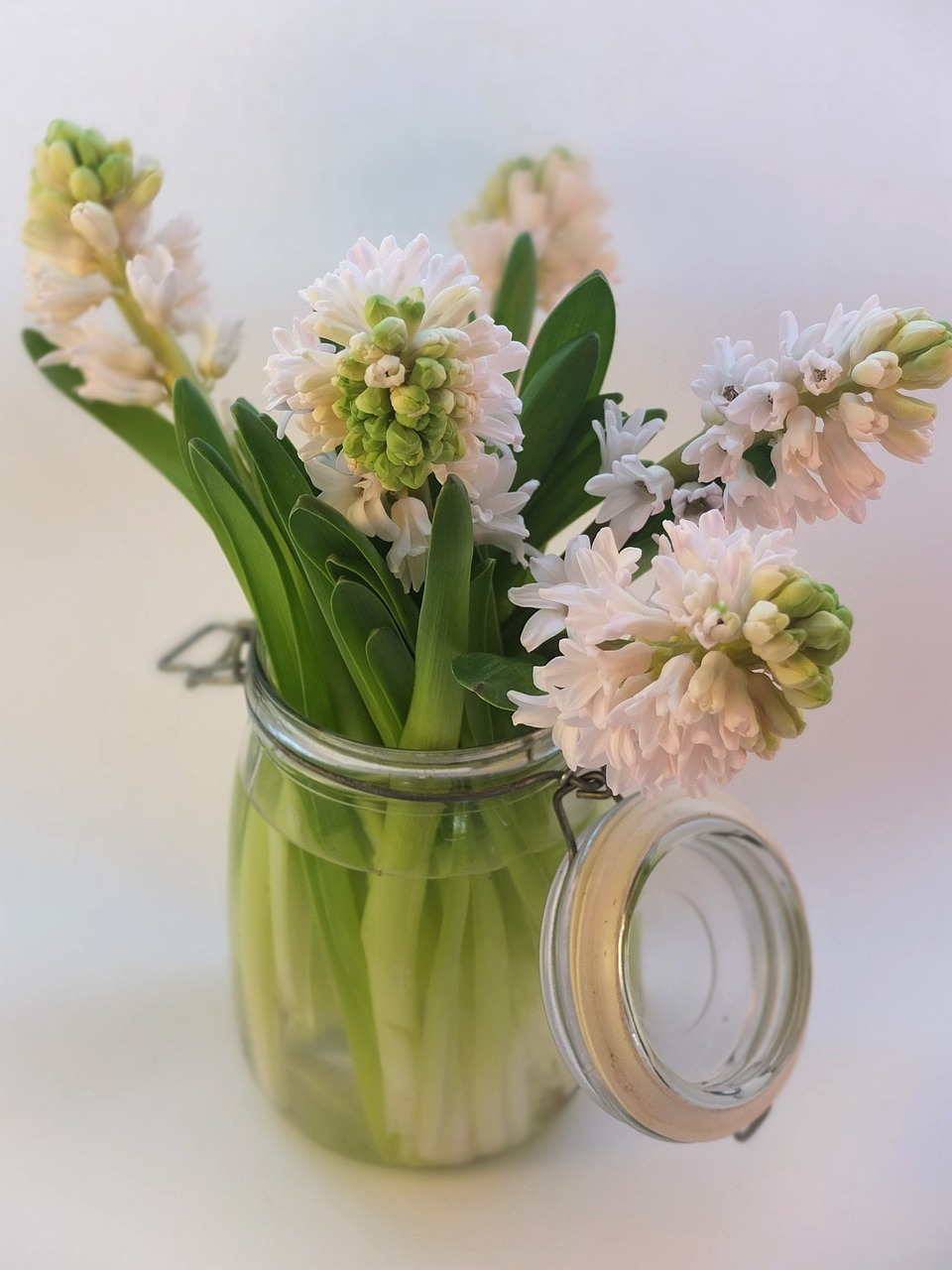 Image of light-pint hyacinths in a flip-top ball jar by Cally Lawson from Pixabay
