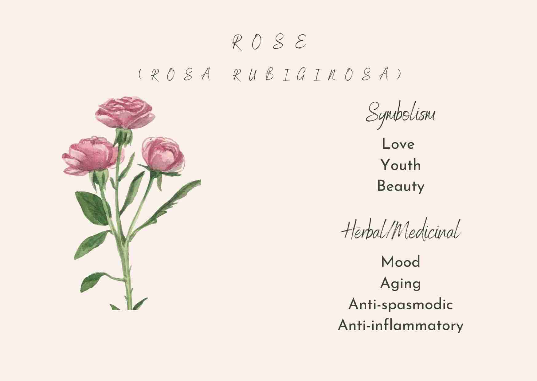 Image depicting pink roses and text with the symbolism and herbal/medicinal properties of roses