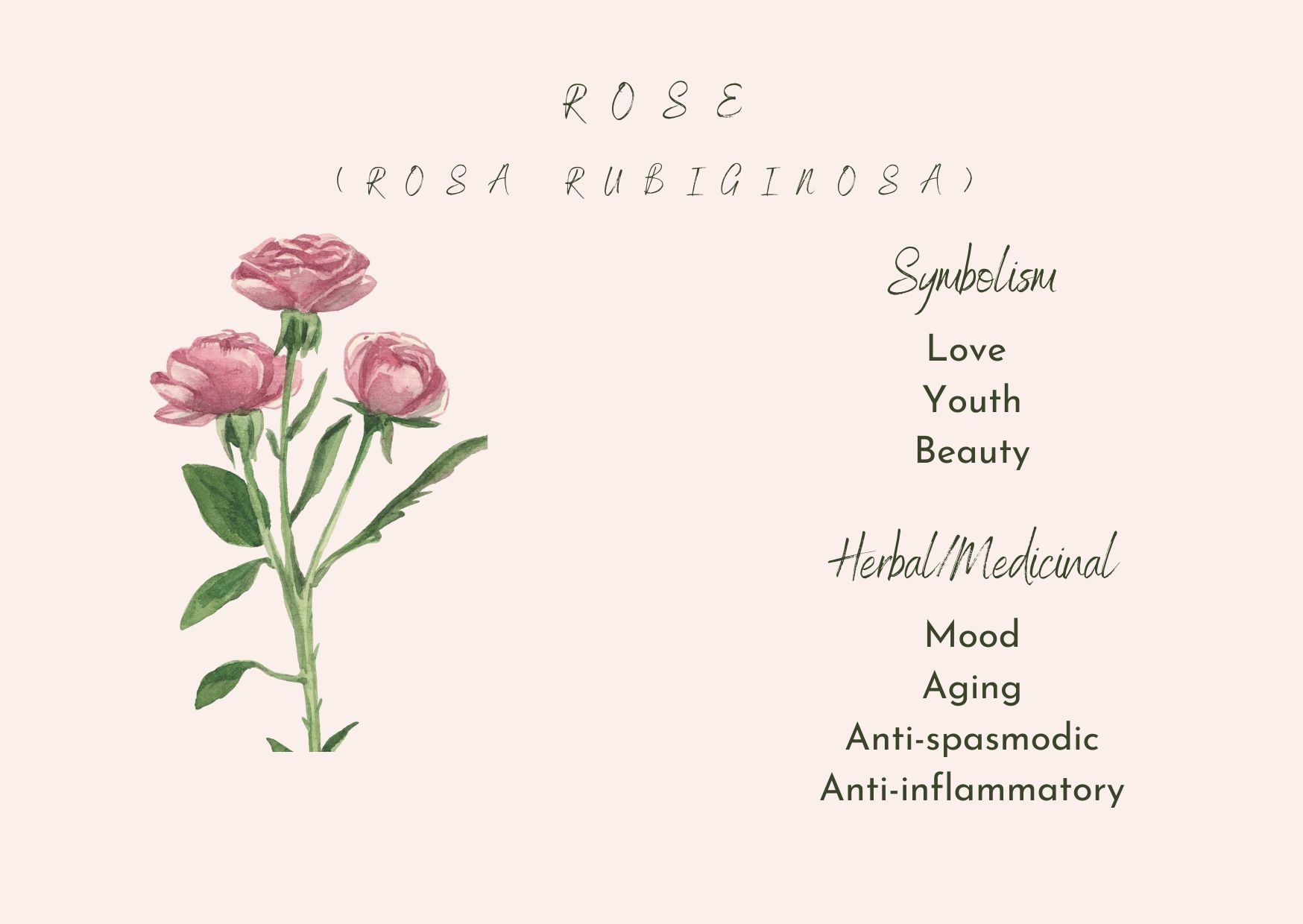 Image depicting pink roses and text with the symbolism and herbal/medicinal properties of roses 
