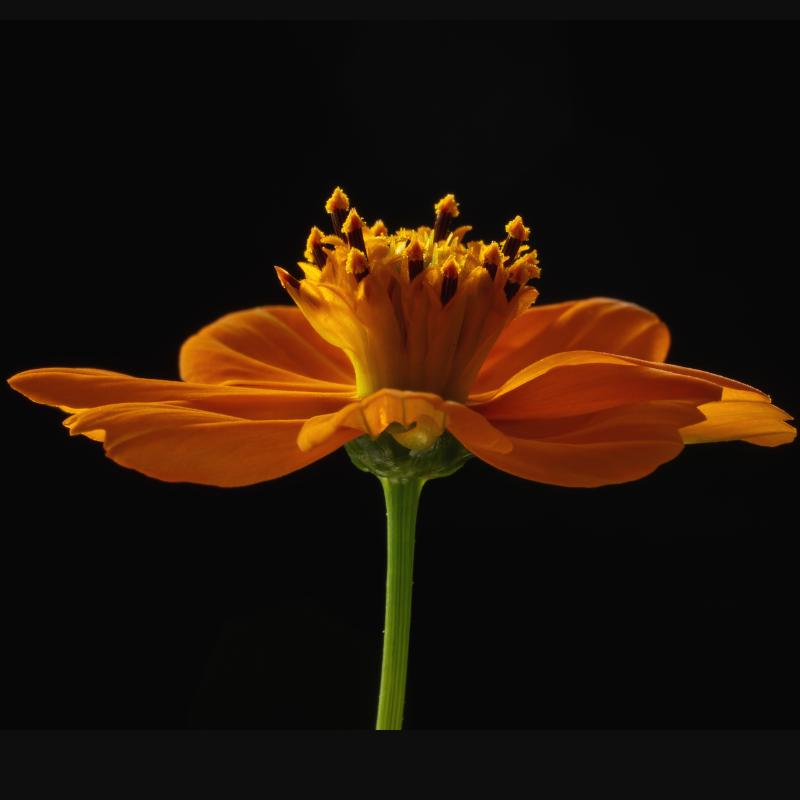 Image of a bright orange, wide-open flower by Shan Cousrouf.