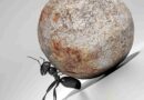 An ant pushing a giant boulder up a hill that demonstrates the power of persistence.