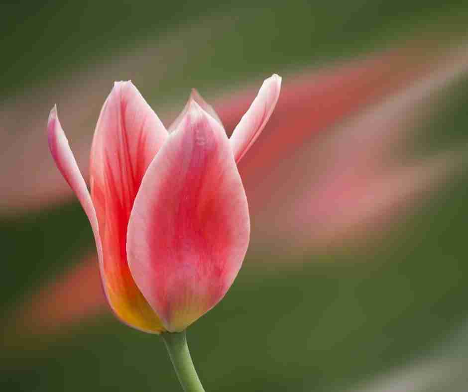 Untitled design (55) - Resilient Stories Up-close photo of pink tulip in field