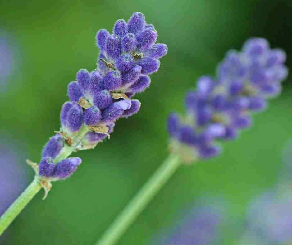 Untitled design (56) - Resilient Stories Up-close photo of lavender flower in a field