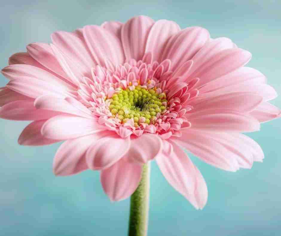 Untitled design (57) - Resilient Stories AI-generated image of a pink gerbera daisy