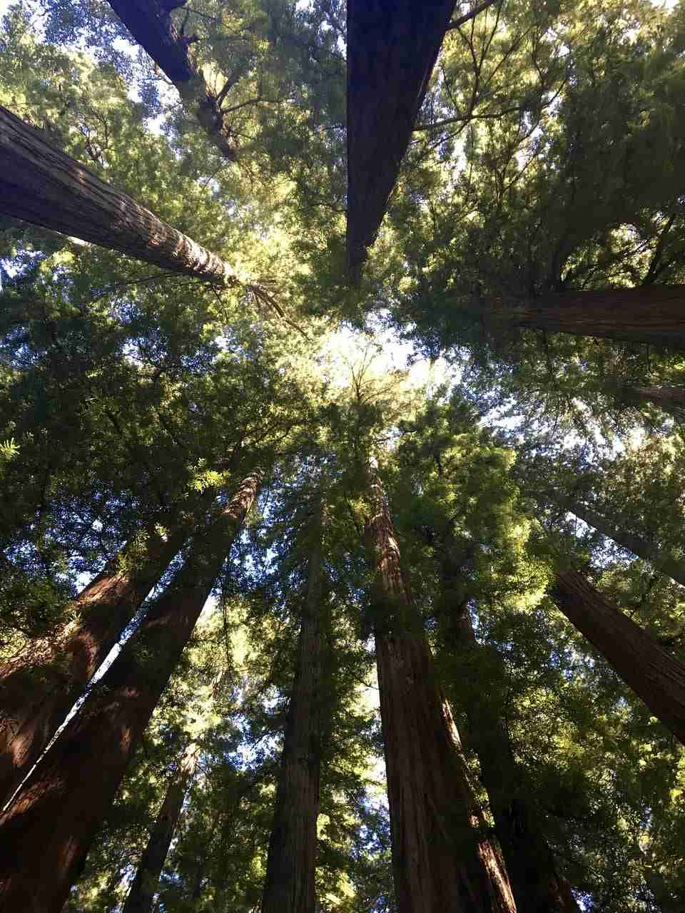 Tall redwood trees canopy.