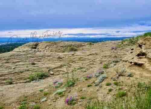 A photo the author took from the top of a mountain. The sky is bright blue and there are purple flowers along the rocky ledge.