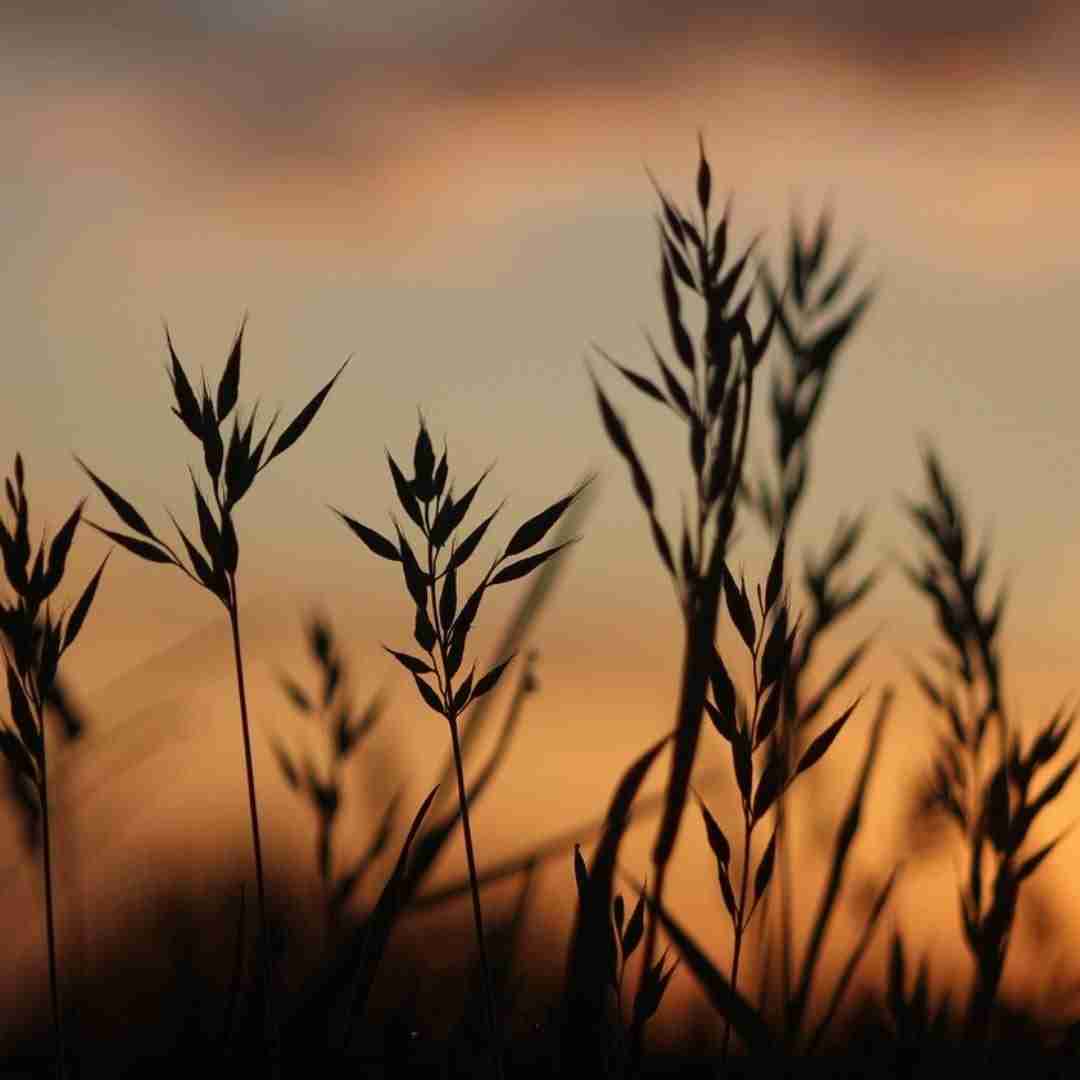 Photo of wheat stalks silhouetted against sunset sky.