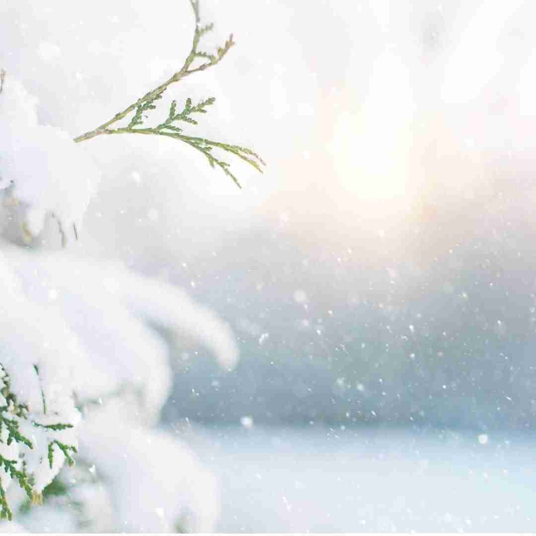 Snow falling against a lighted sky, gently covering the branches of an evergreen tree.