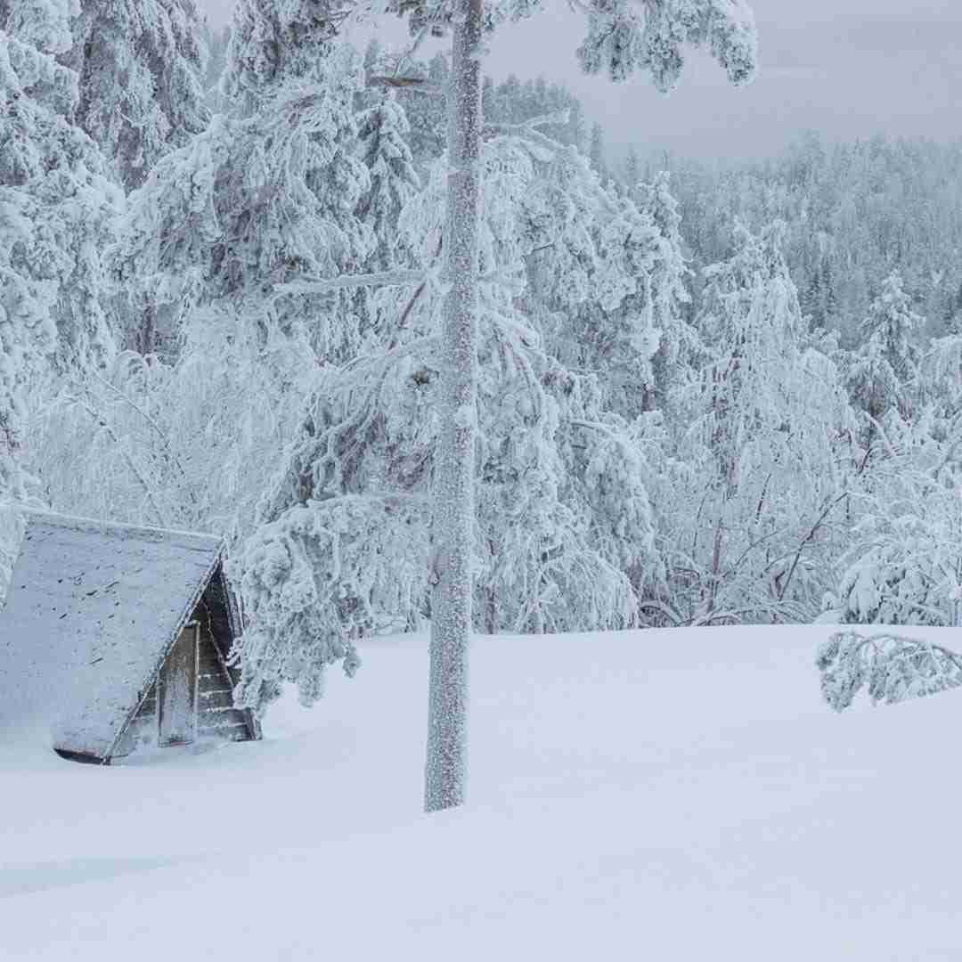 A thick blanket of snow covers a forest cabin and the surrounding woods, blanketing everything in white.