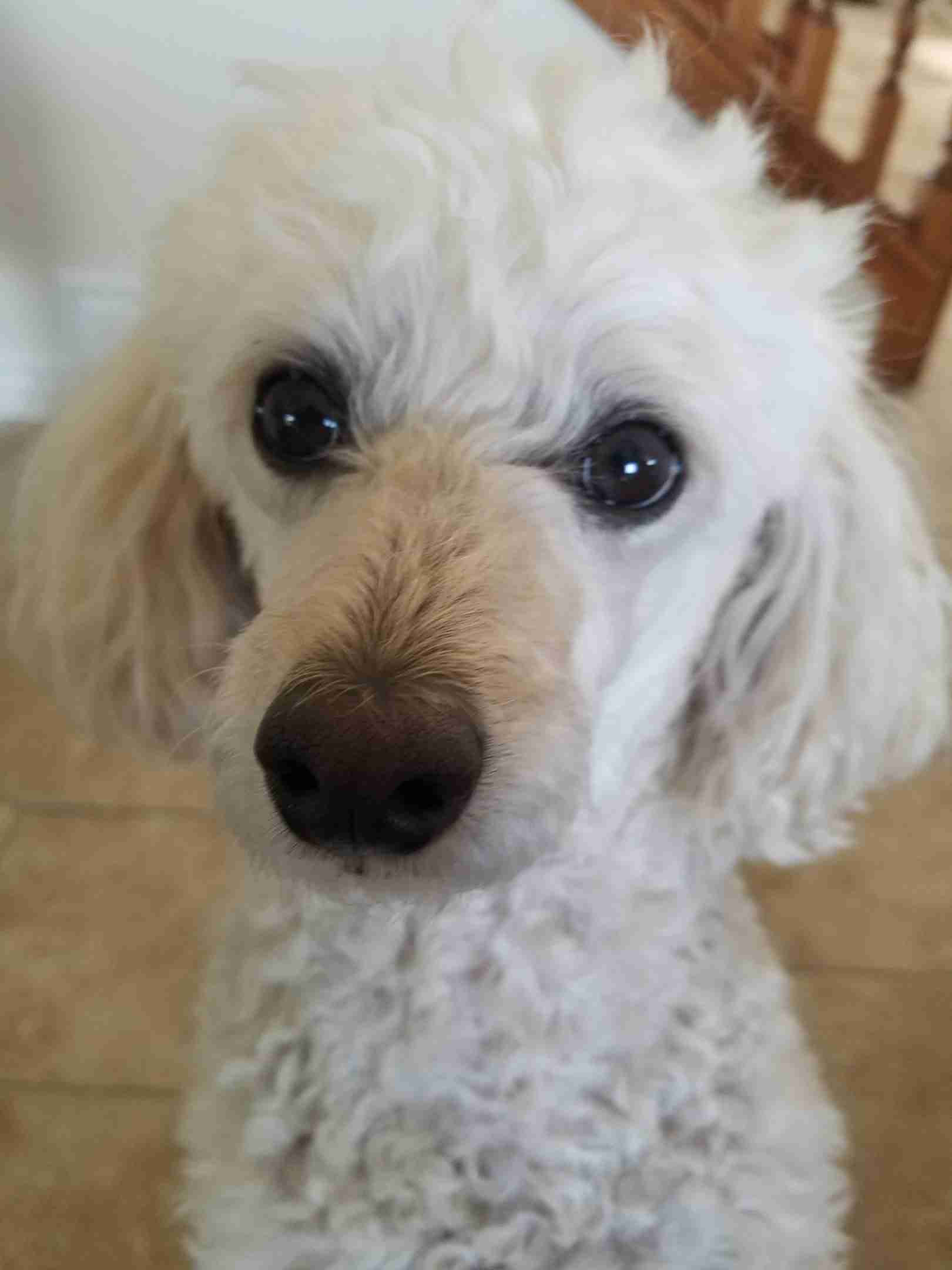 A photo of the author's dog that she recently lost.