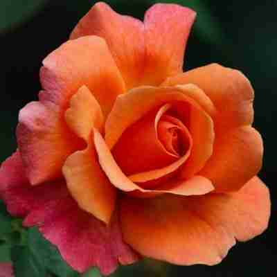 Photo of an orange and pink rose
