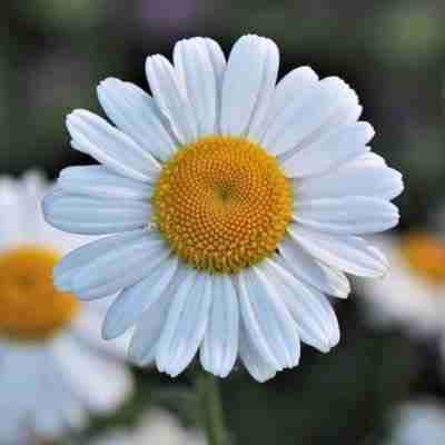 Photo of chamomile flowers