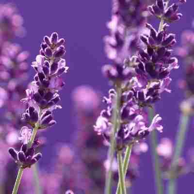 Photo of lavender flowers.