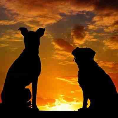 1 - Resilient Stories Photo of two dogs silhouetted against a sunset sky