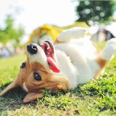 2 - Resilient Stories Photo of Corgi dog rolling on the ground and looking cute
