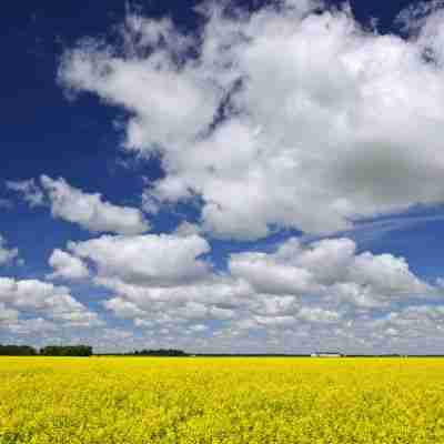 Photo of bright blue sky with big clouds over a field of yellow flowers on a summer day