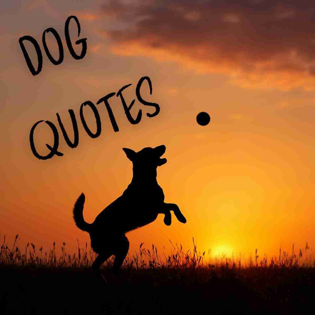 Silhouette of dog playing catch in a field against the sunset with the words "dog quotes"