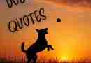 Silhouette of dog playing catch in a field against the sunset with the words "dog quotes"