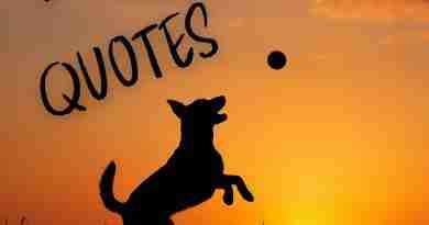 Silhouette of dog playing catch in a field against the sunset with the words "dog quotes"