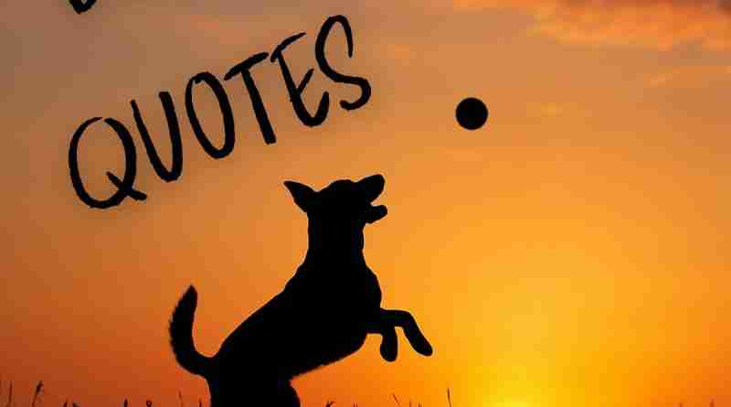 Silhouette of dog playing catch in a field against the sunset with the words "dog quotes"