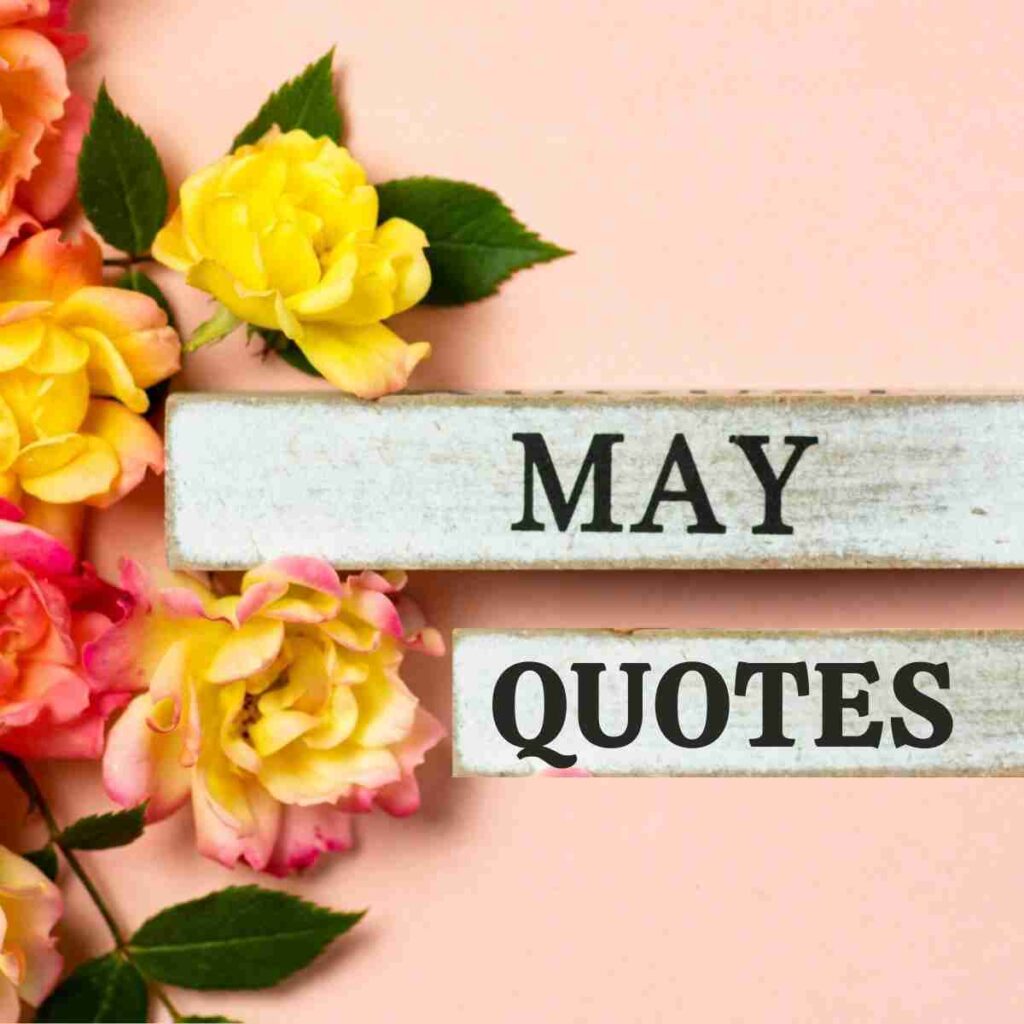 The words May quotes are on two wooden little planks on a pink background with bright roses.